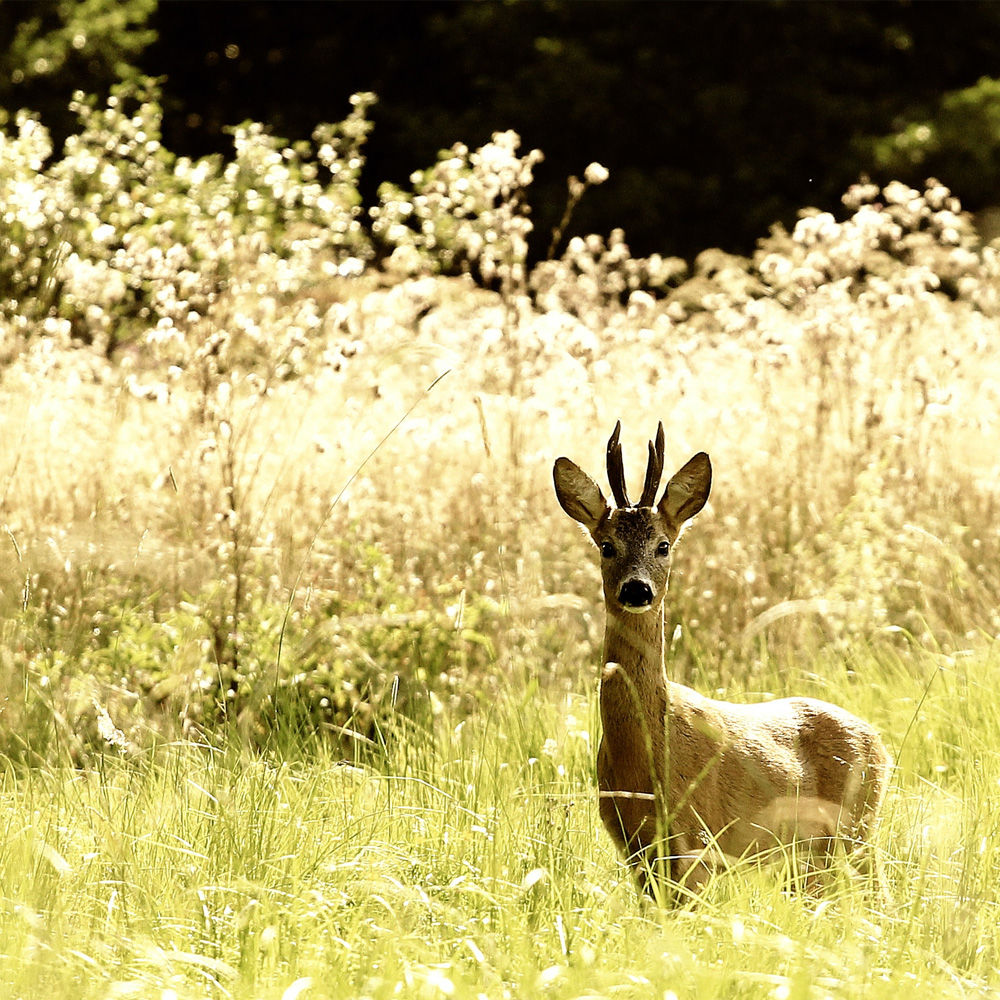 Herstel van de veerkracht van de natuur